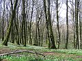 28_soriano36
