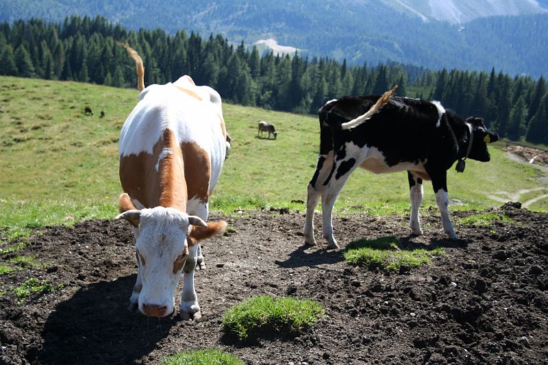 01_malghe55.jpg