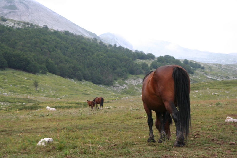 09_sebastiani05.jpg